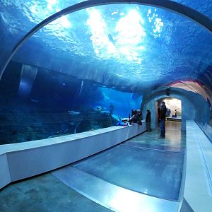 Jan. 2019 - Penguin Conservation Center - First Tunnel