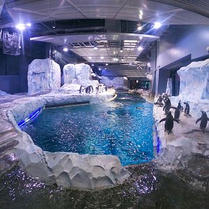 Jan. 2019 - Penguin Conservation Center - Second Viewing