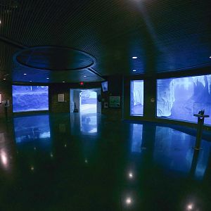 Jan. 2019 - The Arctic Ring of Life - Polar Bear + Seal Underwater Viewings