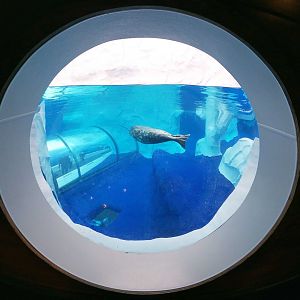 Jan. 2019 - The Arctic Ring of Life - Harbor + Grey Seal Bubble Viewing