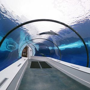 Jan. 2019 - The Arctic Ring of Life - Harbor + Grey Seal Underwater Tunnel
