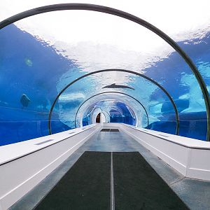 Jan. 2019 - The Arctic Ring of Life - Harbor Seal + Grey Seal + Polar Bear Underwater Tunnel