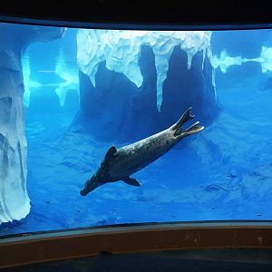 Jan. 2019 - The Arctic Ring of Life - Harbor + Grey Seal Underwater View