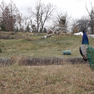 Jan. 2019 - The Arctic Ring of Life - Polar Bear and Their Natural Prey