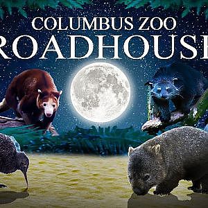 Zoo Tours: The Roadhouse (Nocturnal House)