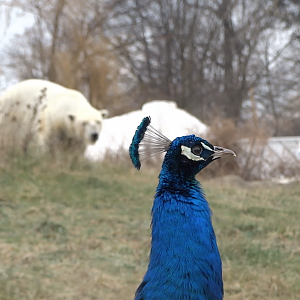 Jan. 2019 - The Arctic Ring of Life - Peafowl + Polar Bear