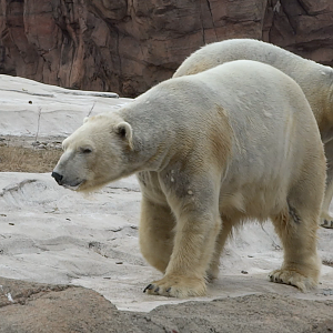 Jan. 2019 - The Arctic Ring of Life - Polar Bears