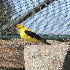 Golden oriole - male
