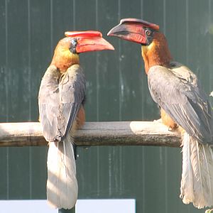 Rufous hornbill - pair