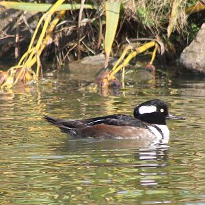 Hooded merganser - male