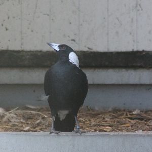 Australian magpie