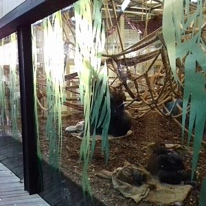 Gorilla Kingdom 12/01/2019