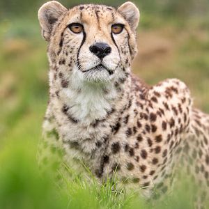 Cheetah : WHF Big Cat Sanctuary : 04 May 2017