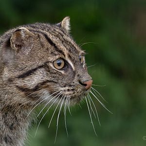Fishing cat : WHF Big Cat Sanctuary : 04 May 2017