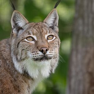 Northern lynx : WHF Big Cat Sanctuary : 04 May 2017