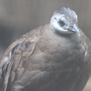Palawan peacock-pheasant