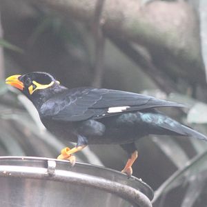 Hill myna