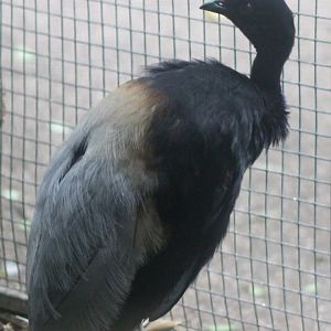 Grey-winged trumpeter