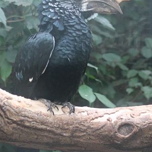 Silvery-cheeked hornbill - male