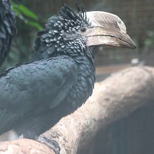 Silvery-cheeked hornbill - female