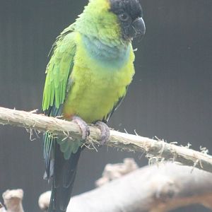 Nanday conure