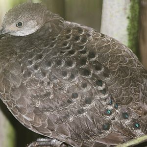 Grey peacock-pheasant