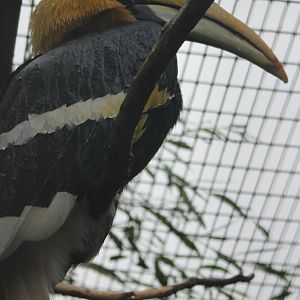 Great Indian hornbill