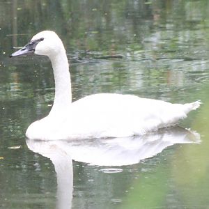Trumpeter swan