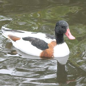 Common shelduck