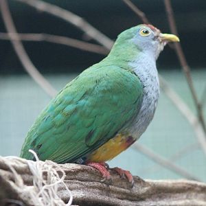 Beautiful fruit-dove - Ptilinophus pulchellus