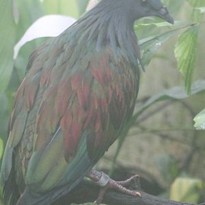 Nicobar pigeon
