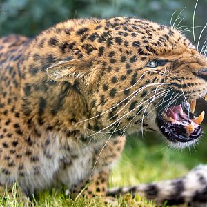 North Chinese leopard : WHF Big Cat Sanctuary : 04 May 2017