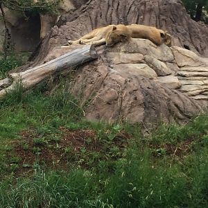 African Lions Sleeping 6-23-2017
