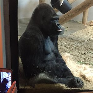 Western Lowland Gorilla 6-23-2017
