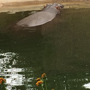 Hippopotamus 6-23-2017