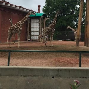 Giraffe Herd 6-23-2017
