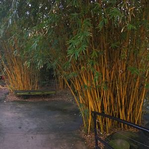 River Valley Aviary Bridge View