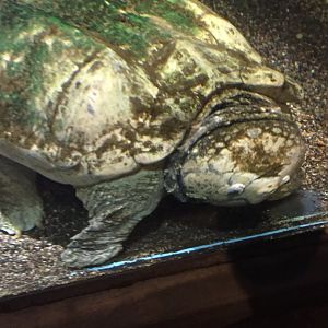 Alligator Snapping Turtle 6-23-2017