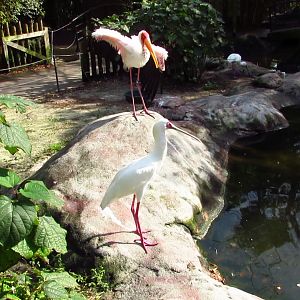 River Valley Aviary African Spoonbill & Yellow Billed Stork