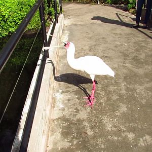 River Valley Aviary African Spoonbill