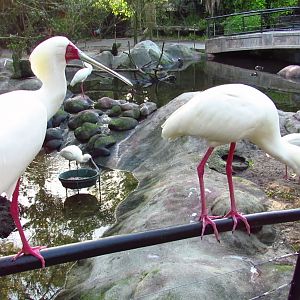 River Valley Aviary African Spoonbills