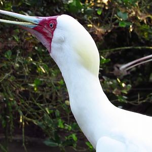River Valley Aviary African Spoonbills Calling