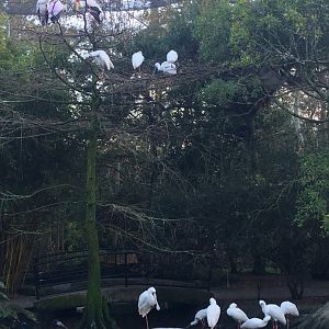 River Valley Aviary African Spoonbills & Yellow Billed Storks