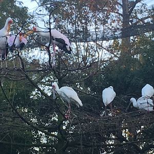 River Valley Aviary African Spoonbills & Yellow Billed Storks