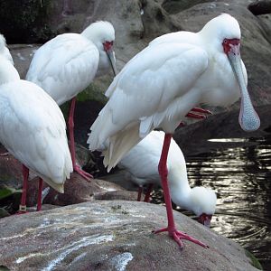 River Valley Aviary African Spoonbill Group