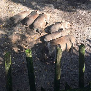 Sleeping Warthog Family