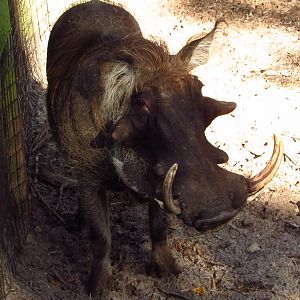 Warthog Boar