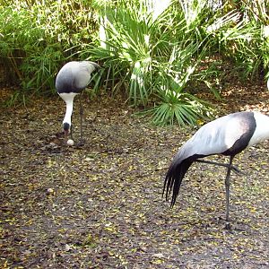 Wattled Cranes & Egg