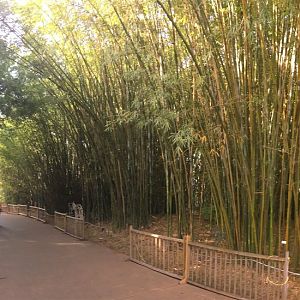 Bamboo Trail