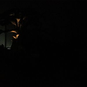 Zoo Lights African Forest